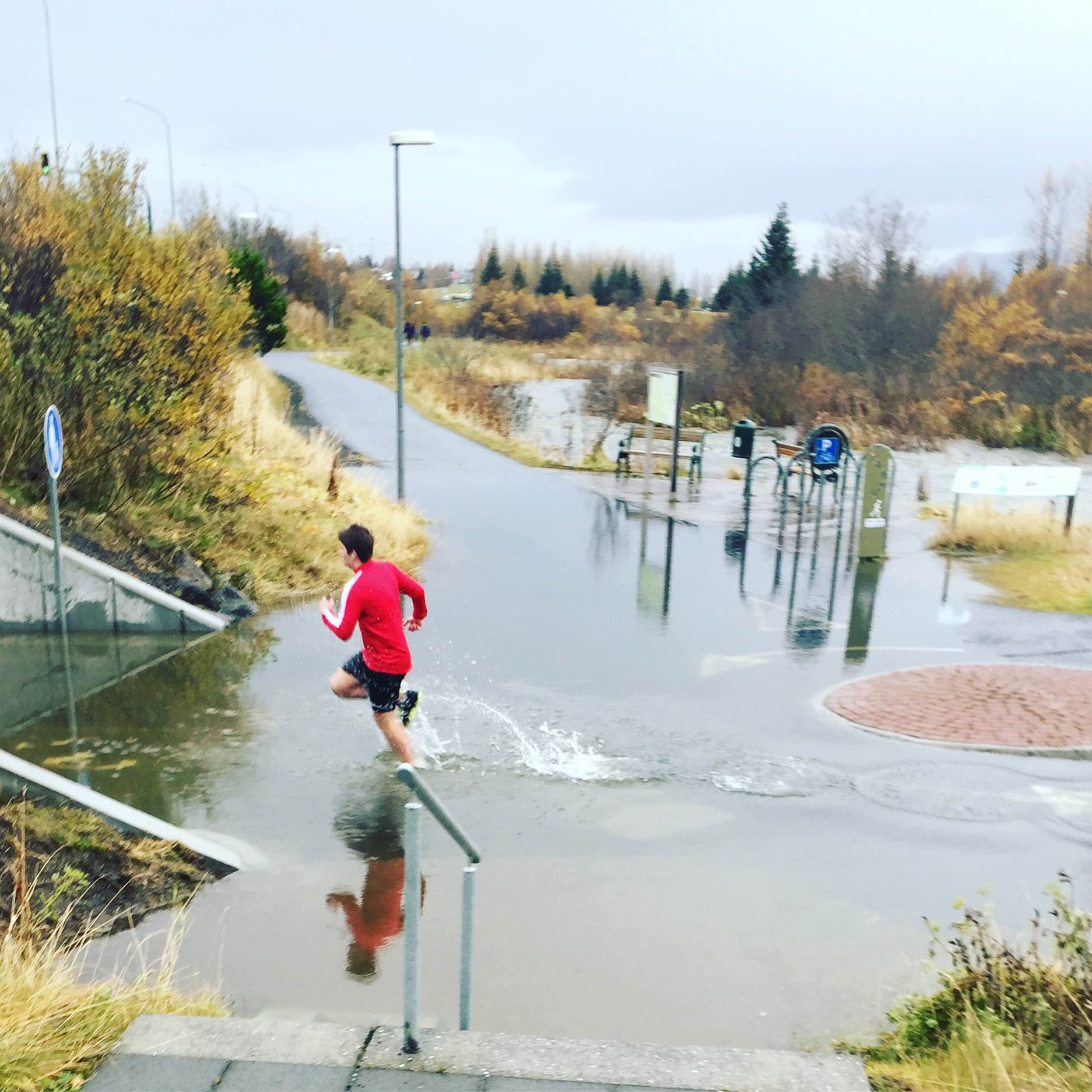 Risavaxinn pollur hefur myndast í Elliðaárdalnum