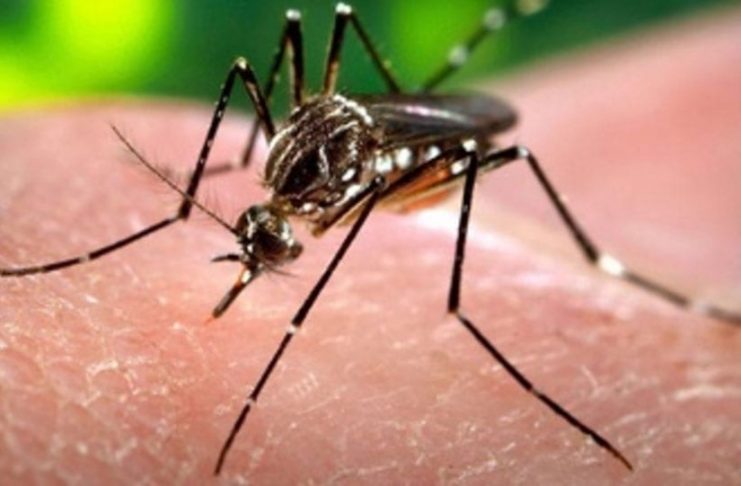 Zika-veiran útskýrð í stuttu máli