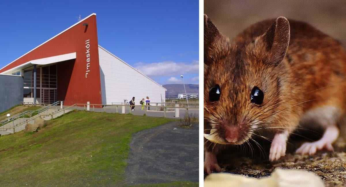 Öðru mötuneyti í grunnskóla í Reykjavík lokað vegna músagangs