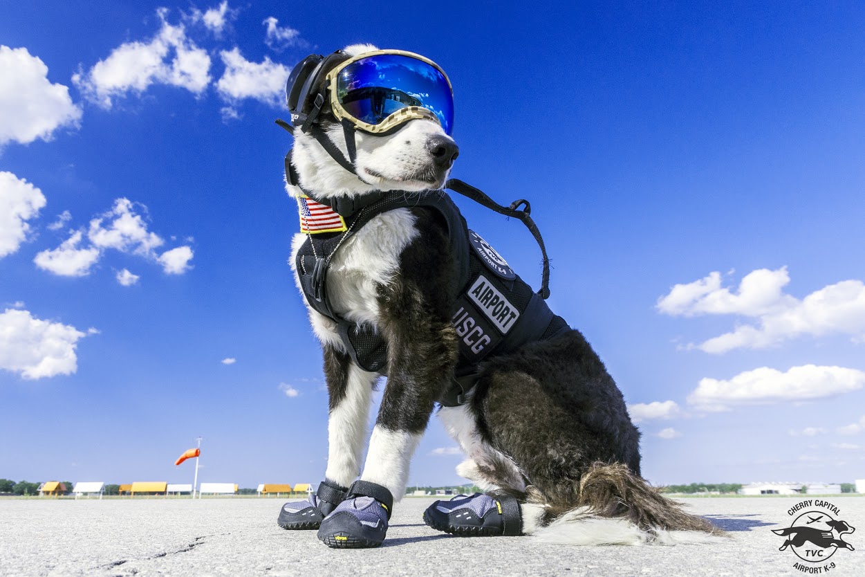 Það var brotist inn í húsið þeirra svo þau fengu sér VARÐHUND! - Fengu ekki alveg það sem þau borguðu fyrir!