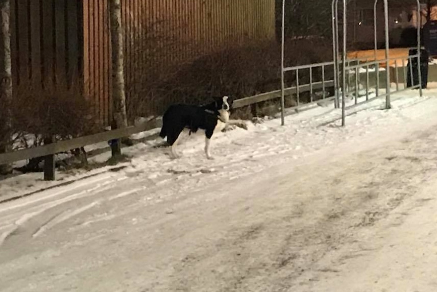 Íbúar Breiðholts REIÐIR vegna hunds sem stendur bundinn fastur úti í kuldanum