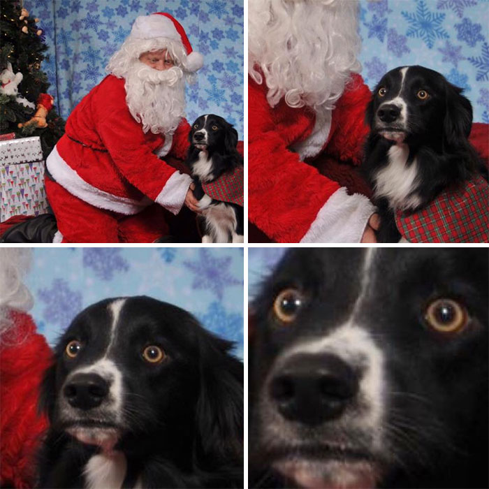 So, My Dog Met Santa Claus